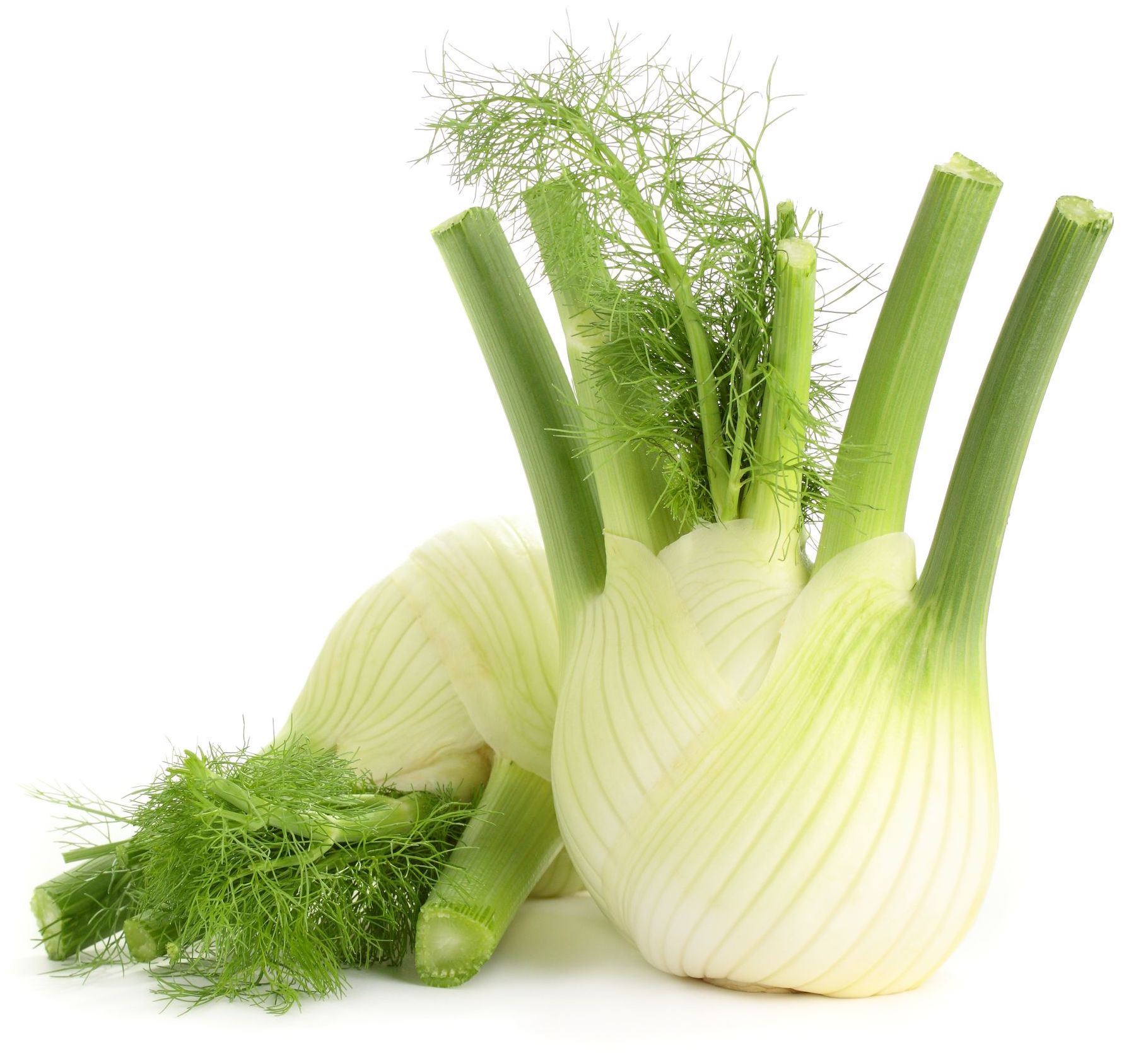 11202889 - fresh, organic fennel on a white background.